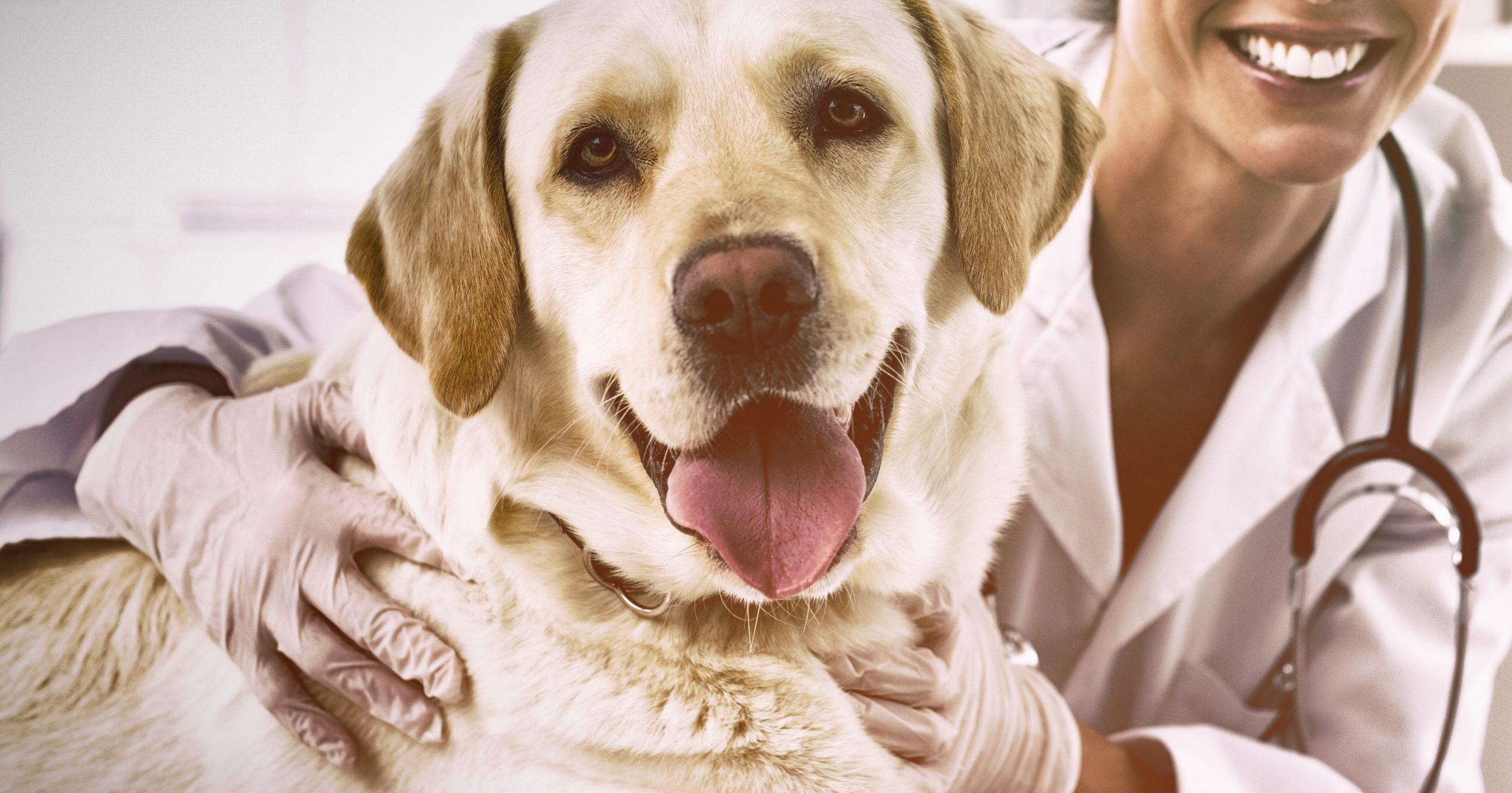 Confident female veterinarian with dog