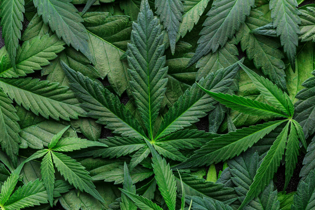 CBD Beautiful background green cannabis flowers.Cannabis Sativa Leaves On Dark – Medical Legal Marijuana.cbd oil – medical marijuana concept,alternative herb medicine.