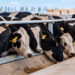 The Need to Integrate Animal Agriculture in our Approach to Food Safety
